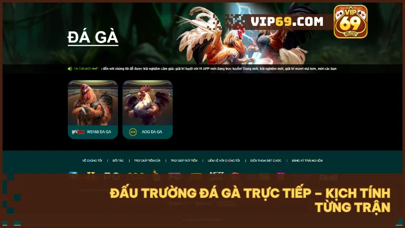 Trận đá gà trực tiếp HD, căng thẳng và kịch tính như đấu trường thực.